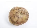  Pomme de terre - Virus Y de la pomme de terre (PVY)