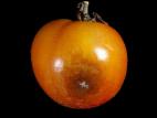 Tomate - Mildiou (Phytophthora infestans)