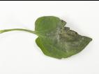 Tomate - Mildiou (Phytophthora infestans)