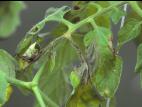Tomate - Moisissure grise (Botrytis cinerea)_1