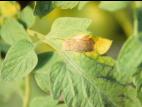 Tomate - Moisissure grise (Botrytis cinerea)_2
