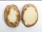  Pomme de terre - Virus Y de la pomme de terre (PVY)
