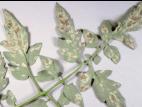 Tomate - Moisissure olive (Fulvia fulva)