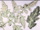 Tomate - Moisissure olive (Fulvia fulva)