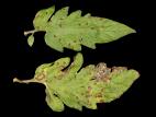 Tomate - Tache septorienne (Septoria lycopersici)