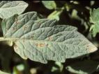 Tomate - Tache septorienne (Septoria lycopersici)