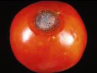 Tomate - Anthracnose (Colletotrichum coccodes)