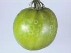 Tomate - Moisissure grise (Botrytis cinerea)_4