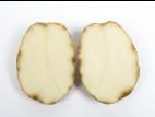  Pomme de terre - Virus Y de la pomme de terre (PVY)