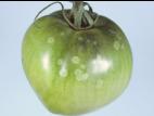 Tomate - Moisissure grise (Botrytis cinerea)_5