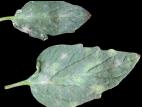 Tomate - Blanc (Erysiphe neolycopersici)