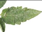 Tomate - Blanc (Erysiphe neolycopersici)