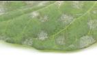 Tomate - Blanc (Erysiphe neolycopersici)