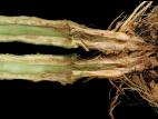 Tomate - Fusariose des racines et du collet (Fusarium oxysporum f. sp. radicis-lycopersici (FORL))