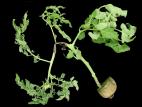 Tomate - Pourriture des racines et du collet (Phytophthora nicotianae)