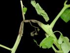 Tomate - Pourriture des racines et du collet (Phytophthora nicotianae)