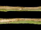 Tomate - Fusariose vasculaire (Fusarium oxysporum f. sp. lycopersici (FOL))