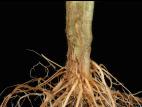 Tomate - Fusariose des racines et du collet (Fusarium oxysporum f. sp. radicis-lycopersici (FORL))
