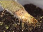 Tomate - Fusariose des racines et du collet (Fusarium oxysporum f. sp. radicis-lycopersici (FORL))