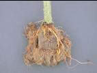 Tomate - Pourriture des racines (Pythium aphanidermatum)