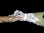 Tomate - Pourriture sclérotique (Sclerotinia sclerotiorum)