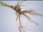 Tomate - Racine liégeuse (Pseudopyrenochaeta lycopersici)