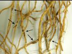 Tomate - Anthracnose (Colletotrichum coccodes)