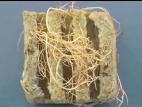 Tomate - Pourriture des racines (Pythium sp.)