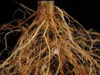Tomate - Fusariose des racines et du collet (Fusarium oxysporum f. sp. radicis-lycopersici (FORL))