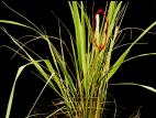 Calamagrostides - Anthracnose (Colletotrichum sp.)