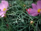 Cosmos - Blanc (Oidium cichoracearum)