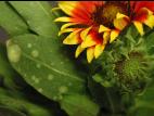 Gaillardes - Charbon blanc (Entyloma spp.)