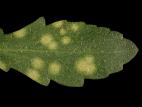 Gaillardes - Charbon blanc (Entyloma spp.)