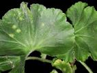 Géraniums - Rouille du pélargonium (Puccinia pelargonii-zonalis)_1