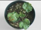 Géraniums - Rouille du pélargonium (Puccinia pelargonii-zonalis)_7