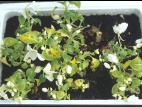 Impatientes - Alternariose (Alternaria sp.)