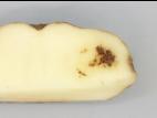 Pomme de terre - Virus du sommet touffu de la pomme de terre (PMTV)