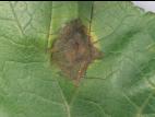 Lavatères - Anthracnose (Colletotrichum gloeosporioides)