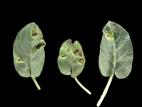 Lysimaques - Rouille (Puccinia sp.)
