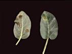 Lysimaques - Rouille (Puccinia sp.)