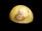 Pomme de terre - Virus du sommet touffu de la pomme de terre (PMTV)