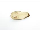 Pomme de terre - Virus du sommet touffu de la pomme de terre (PMTV)