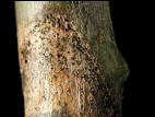 Peupliers - Chancre cytosporéen (Cytospora sp.)
