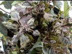 Physocarpes - Blanc (Podosphaera macularis)_1