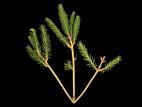 Épinettes - Rouge (Rhizosphaera kalkhoffii)