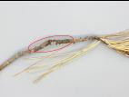 Pins - Rouille vésiculeuse du pin blanc (Cronartium ribicola)