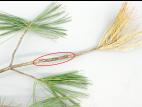 Pins - Rouille vésiculeuse du pin blanc (Cronartium ribicola)