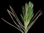 Pins - Rouge (Lophodermella spp.)