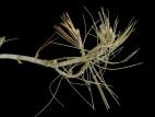 Pins - Brûlure des rameaux (Diplodia sapinea)