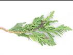 Thuyas - Dépérissement phytophthoréen (Phytophthora citricola)